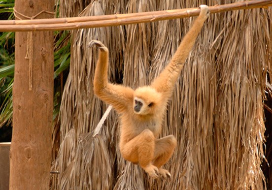 gibbon in Jungle Park