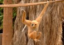 gibbon in Jungle Park
