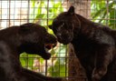 jaguars in Jungle Park