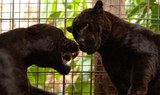 jaguars in Jungle Park