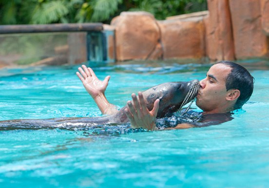 Jungle Park sea lions show