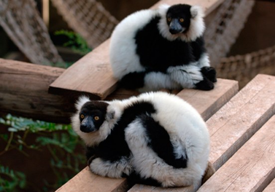 lemurs in Jungle Park