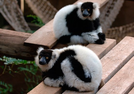 lemurs in Jungle Park
