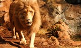 lion in Jungle Park