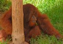 orangutan in Jungle Park