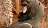other monkeys in Jungle Park