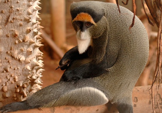 other monkeys in Jungle Park