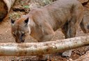 puma in Jungle Park