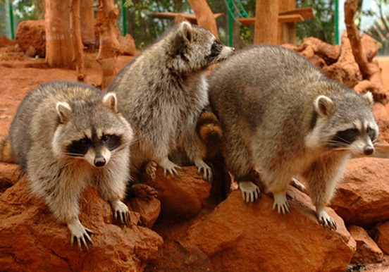 raccoons in Jungle Park