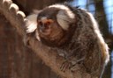 titi monkey in Jungle Park