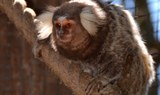 titi monkey in Jungle Park