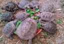 turtles in Jungle Park