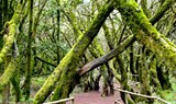 explore the forest of Garajonay National Park
