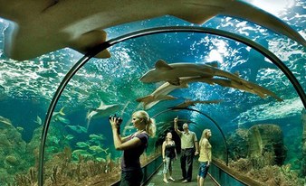 Loro Parque Ticket (with bus option to Puerto de la Cruz)