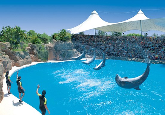 dolphin show at Loro Park