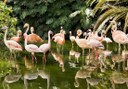 flamingos in Loro Parque