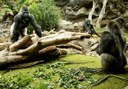 gorillas in Loro Park