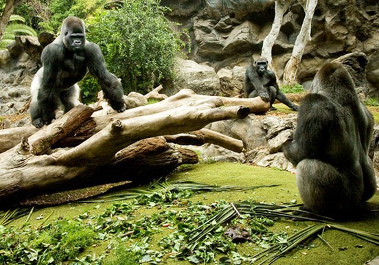 gorillas in Loro Park