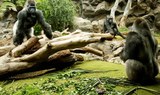 gorillas in Loro Park