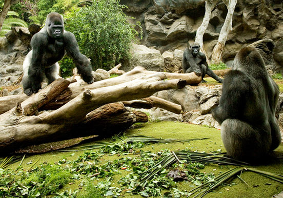 gorillas in Loro Park