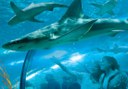 Loro Park's shark tunnel