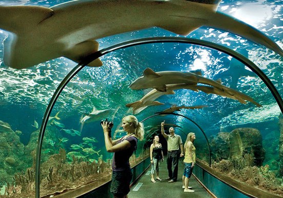 shark tunnel in Loro Parque