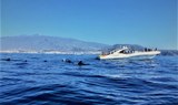 Amazing boat trip Tenerife spot whales.jpg