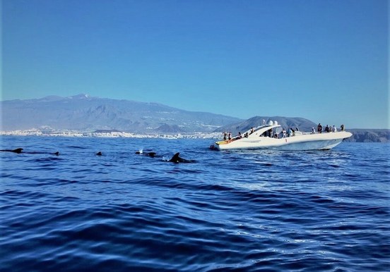 Amazing boat trip Tenerife spot whales.jpg