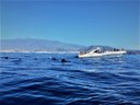 Amazing boat trip Tenerife spot whales.jpg