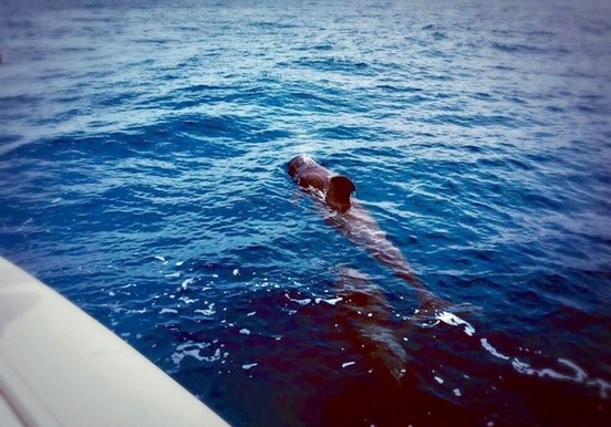 Spot whale while on boat trips.jpg