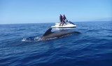 jet ski safari in Tenerife
