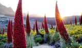 tajinastes in Teide