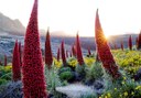 tajinastes in Teide