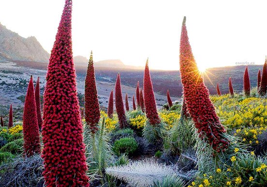tajinastes in Teide