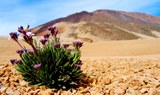 wildflowers in Teide