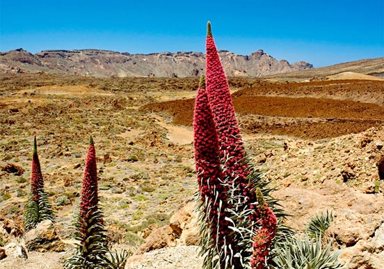 witness the unique flowers of tajinastes in Teide