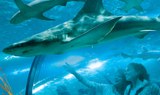 Loro Park's shark tunnel