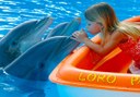 meet the dolphins in Loro Parque