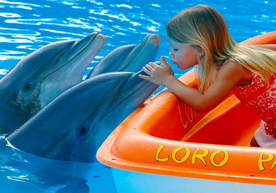 meet the dolphins in Loro Parque