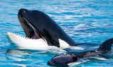 Orca Ocean in Loro Parque