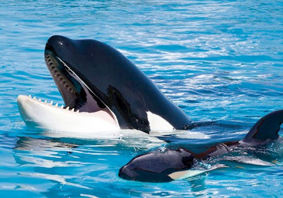Orca Ocean in Loro Parque