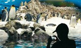 Planet penguin in Loro Parque