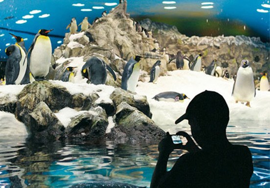 Planet penguin in Loro Parque