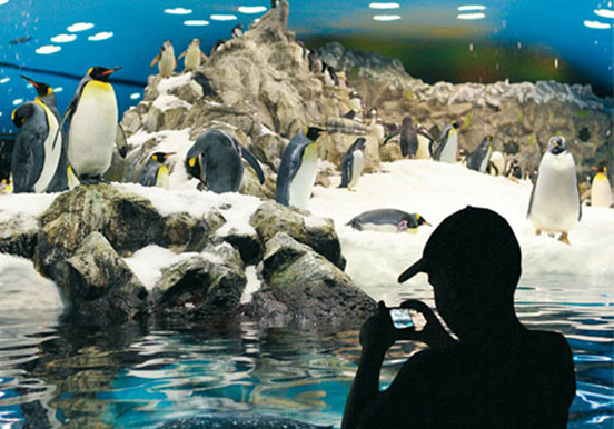 Planet penguin in Loro Parque