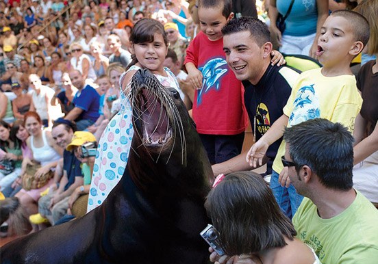 sea lion in Loro Parque