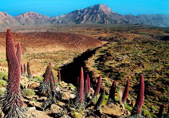 tajinastes in Teide