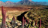tajinastes in Teide