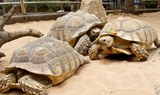 turtles in Loro Parque