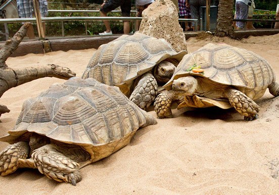 turtles in Loro Parque
