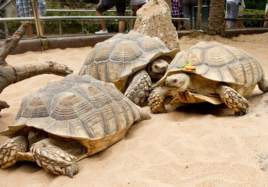 turtles in Loro Parque
